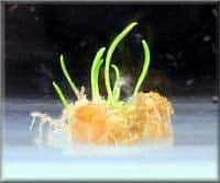 Photo of plastic grown from bacteria