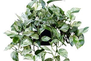 Golden Pothos removes indoor chemicals