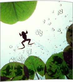 2004_8_3_frogs.jpg