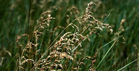 kentucky_bluegrass_biomethane.jpg
