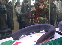 electric_eel_christmas_tree.jpg
