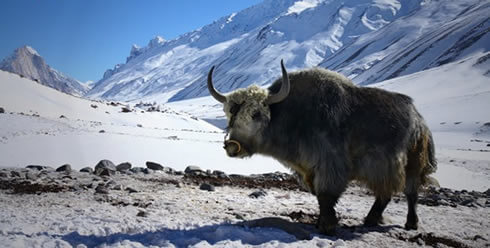 A Yak: The Creature With The Warmest Wool A Yak: The Creature With The Warmest Wool