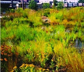Naturalized Water Detention Basin at CCGT