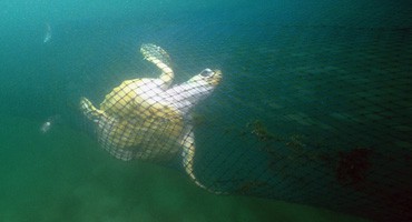 Fishing By-catch