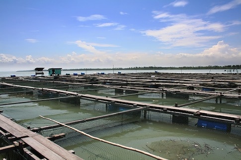 Aquaculture