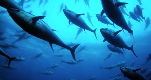 Overfishing Is A Devastating Problem For Marine Ecosystems