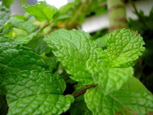 mint