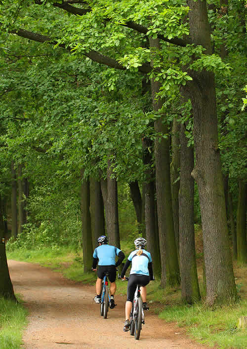 cycling-on-forest-path